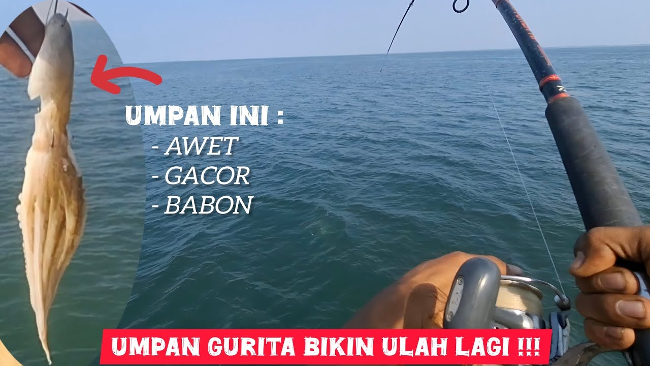 DI HAJAR BABON LAGI DENGAN MEDIA UMPAN GURITA !! || BAGAN TANJUNG KAIT