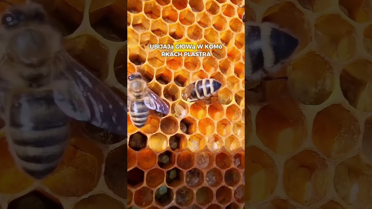 Naturalna &bdquo;multiwitamina&rdquo;, kt&oacute;rej nie ma żadnej tabletki! 🍯