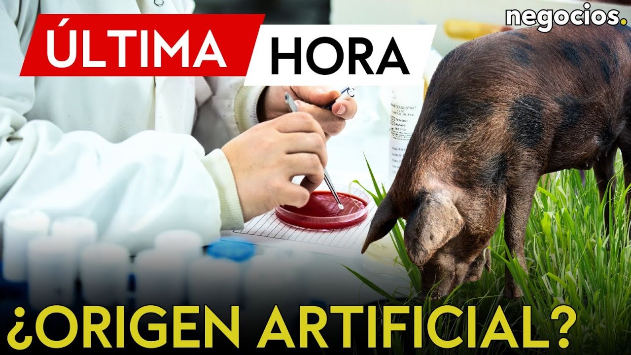 &Uacute;LTIMA HORA: Caos en Espa&ntilde;a: investiga si el virus de peste porcina africana sali&oacute; de un laboratorio