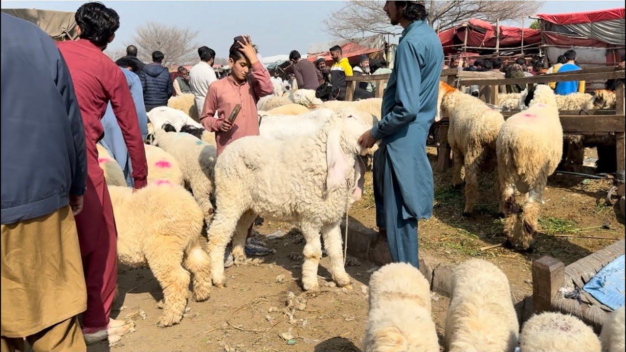 Rajanpuri Bakre Mundre Chatre Live Soda Lahore Bakra Mandi Shahpur Kanjra 