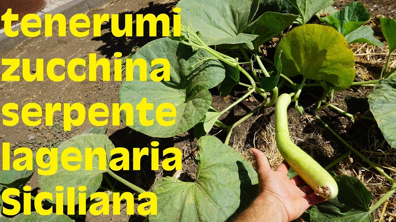 Come raccogliere i tenerumi e impollinare la zucchina serpente lagenaria Siciliana