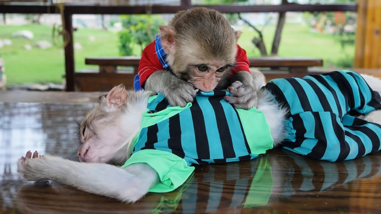 Cute Monkey Steals Mom’s Money to Buy Cake 🐒