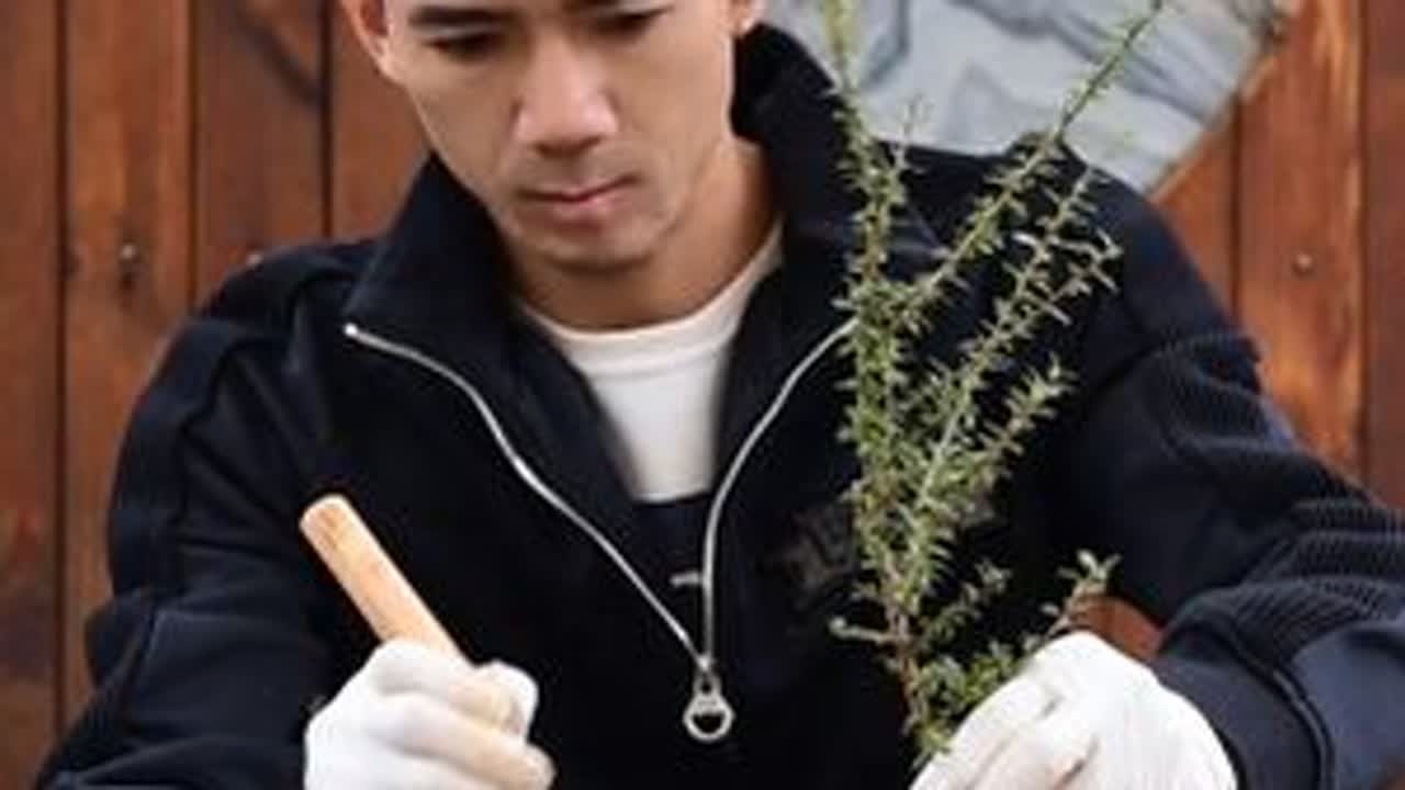 新手选怎样选盆景才不会走弯路呢？避免买了后悔的几个小技巧希望能帮助到您！#盆景 #园艺盆栽 #微盆景