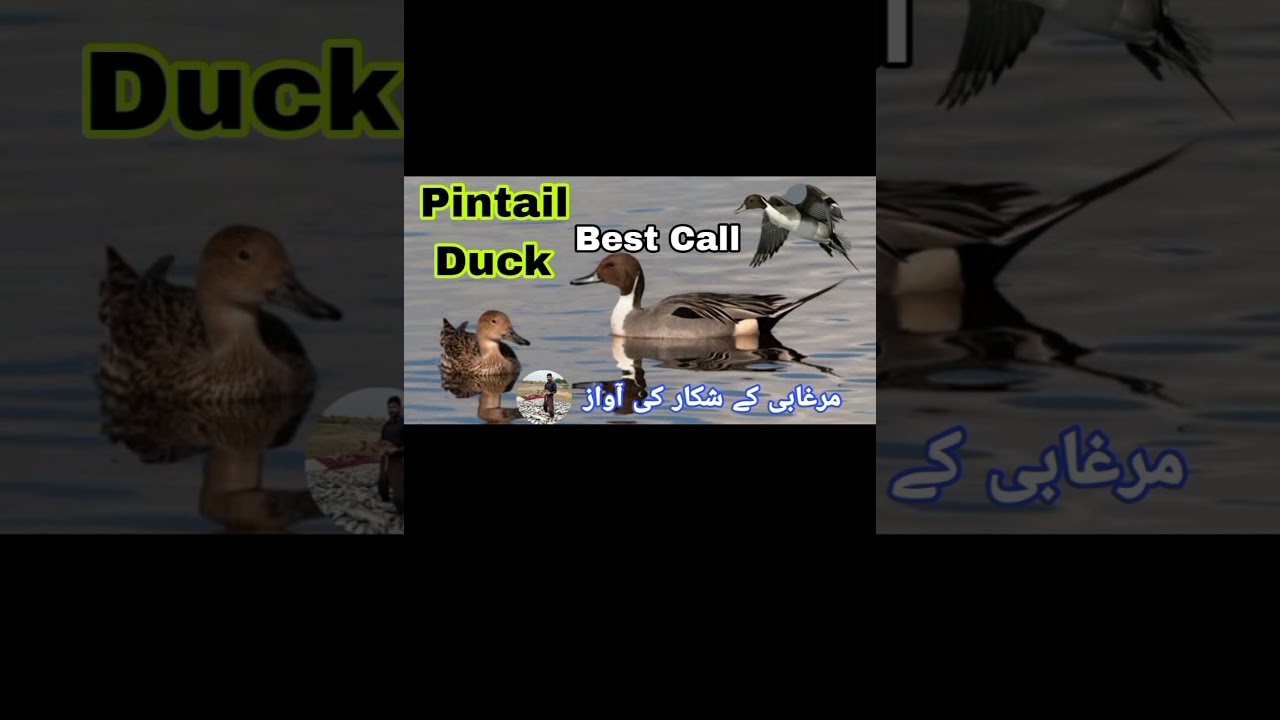 Pintail duck best call || Morgabi ki awaz || All duck sound