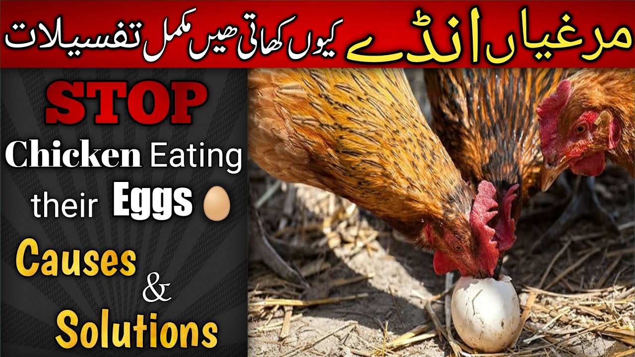 how to stop chickens eating their eggs | Ande khane wali murgi ka ilaj | Hens eating eggs