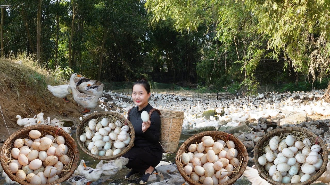 Harvest clean duck eggs to sell at the market - paste eggs to eat with Trinh Ha - Daily Life