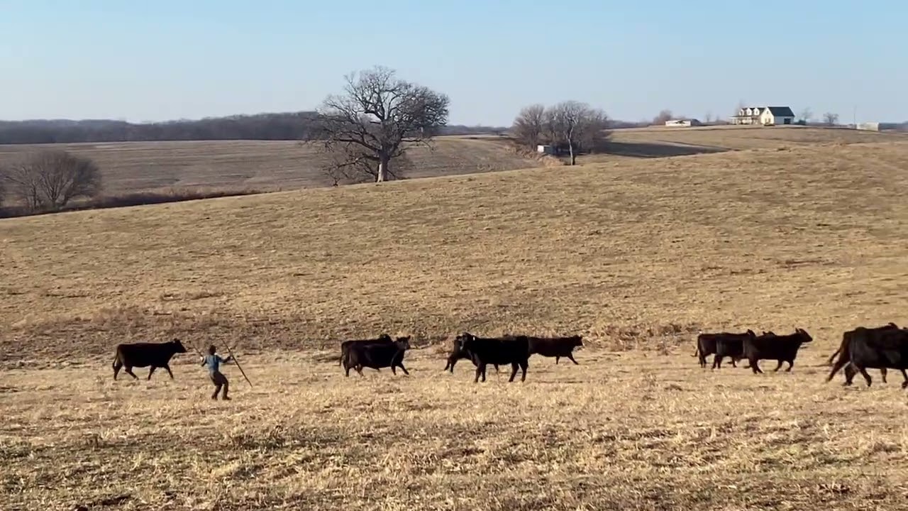 Who is herding who?