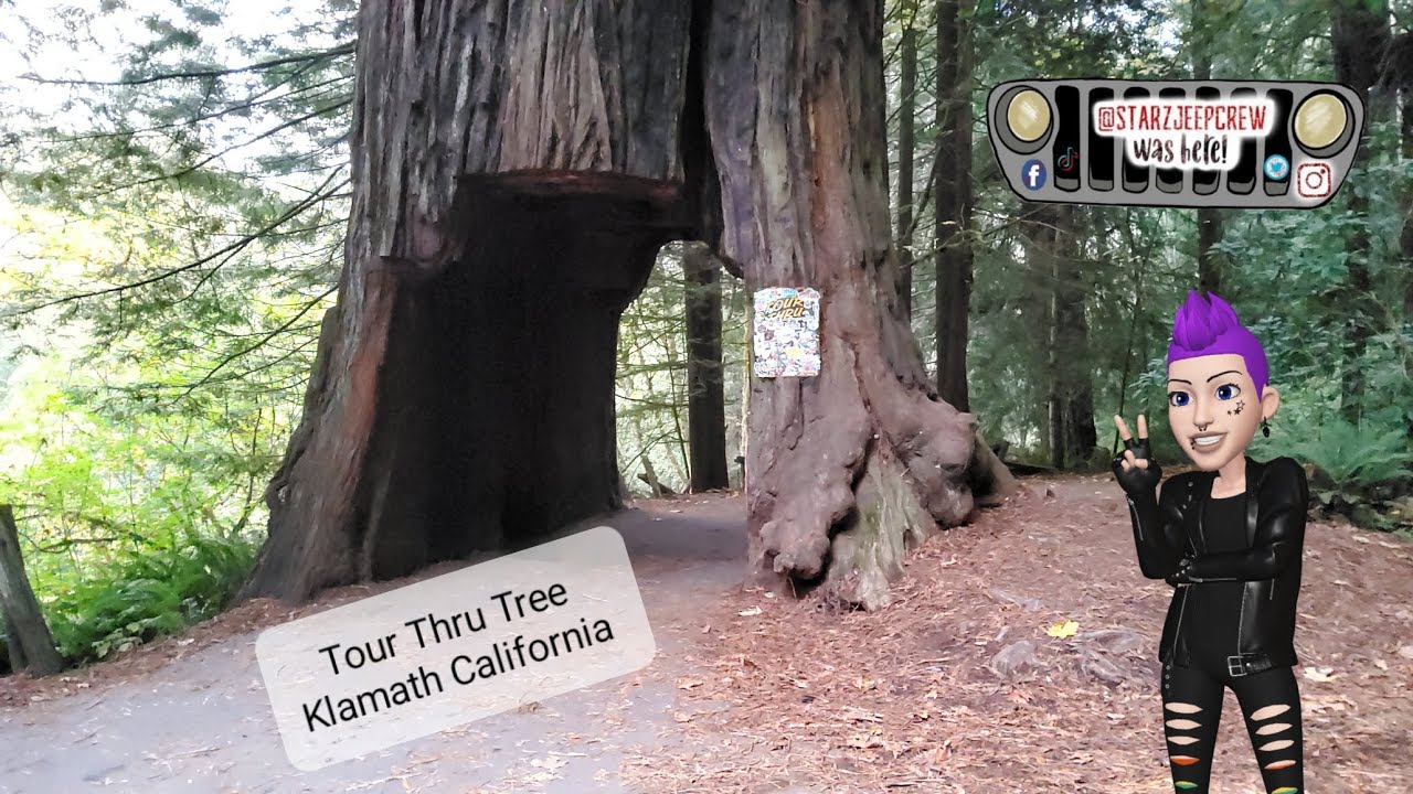 Tour Thru Tree Klamath California - My JEEP Won't Fit! Small Rigs Only! Narrow Roadway