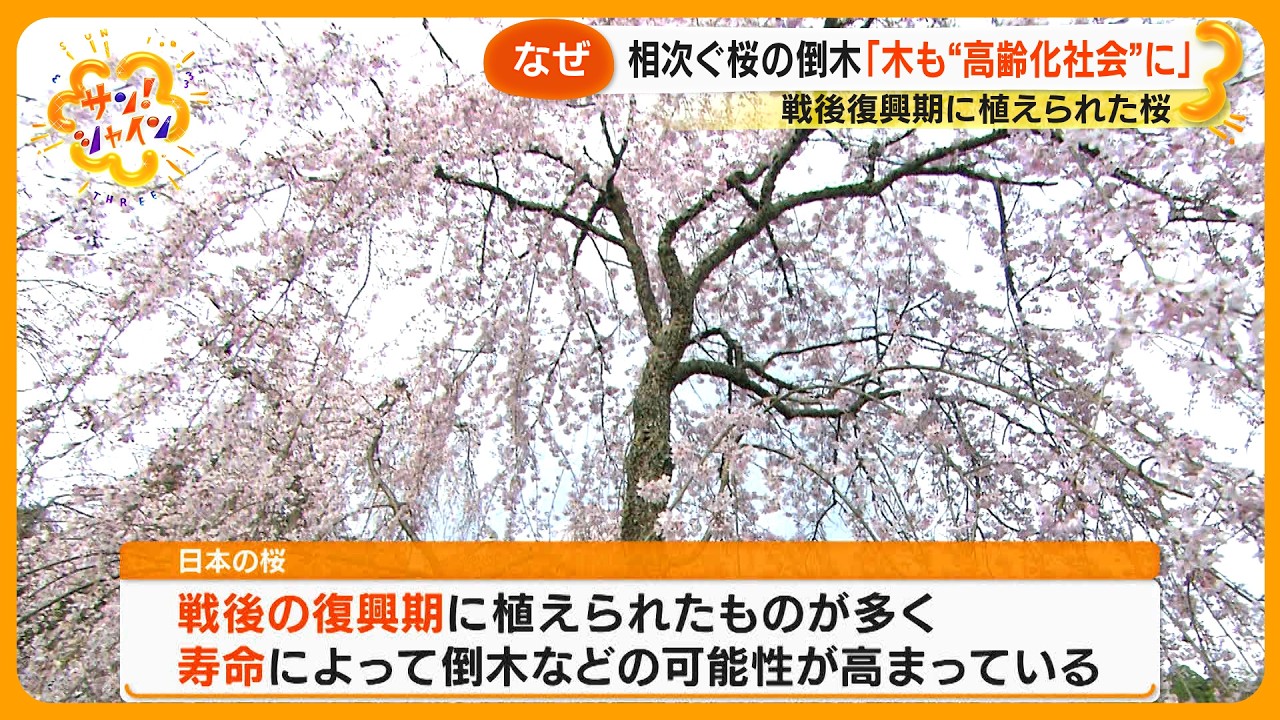 【なぜ？】公園で桜の倒木事故相次ぐ… 原因は？ 樹木医と共に現場取材 ｢キノコが生えていたら要注意｣【サン！シャインニュース】