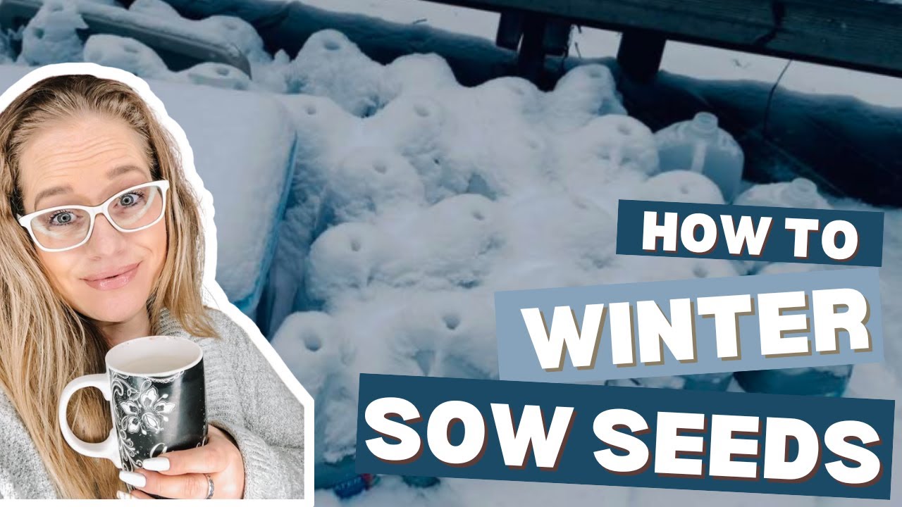 How to Winter Sow Plant Seeds in Containers
