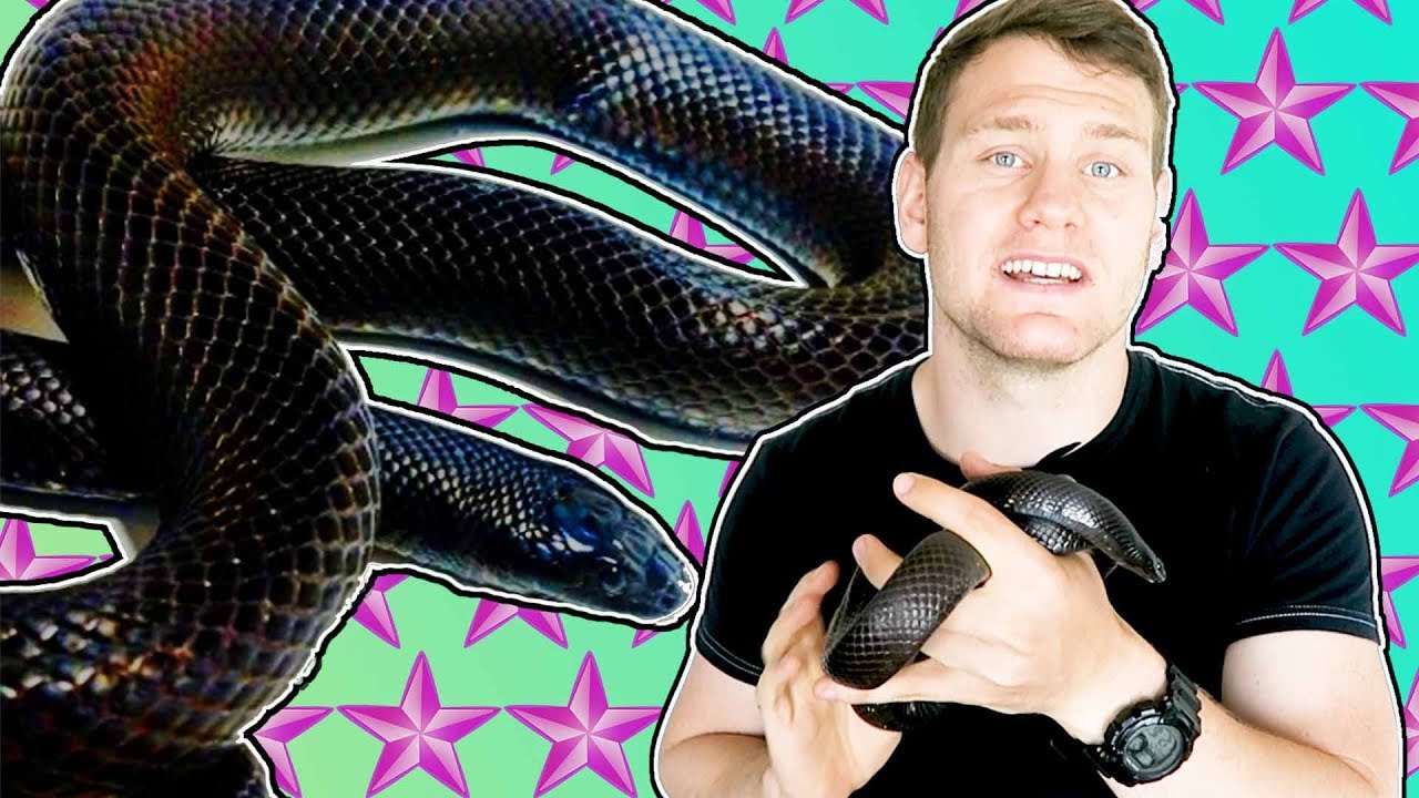 МЕКСИКАНСКАЯ ЧЕРНАЯ КОРОЛЕВСКАЯ ЗМЕЯ. ХОРОШИЙ ЛИ ДОМАШНИЙ ПИТОМЕЦ?