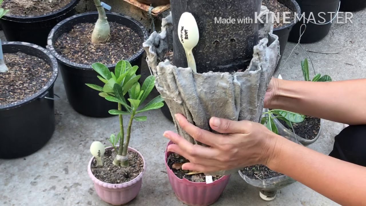 How to bonsai your adenium?  | root training | #seedsoffaithgarden