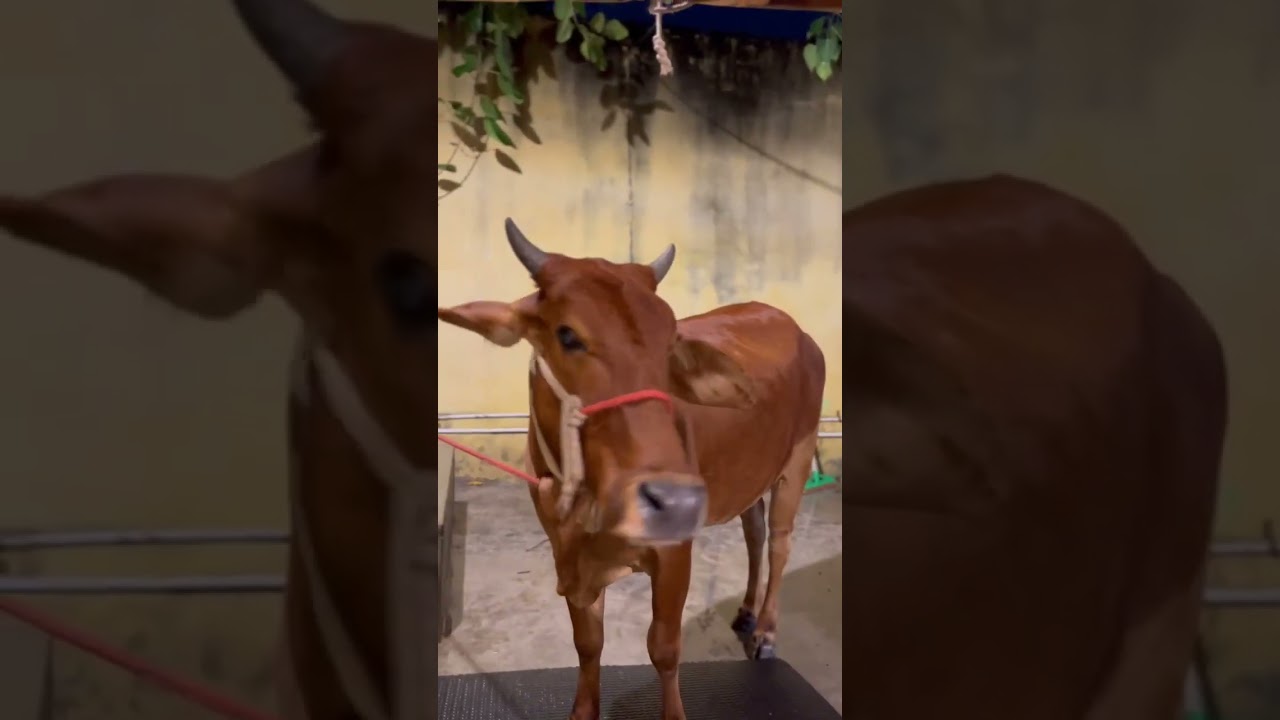 EP 53 || Gau sewa || #shorts #gauseva #gauprem