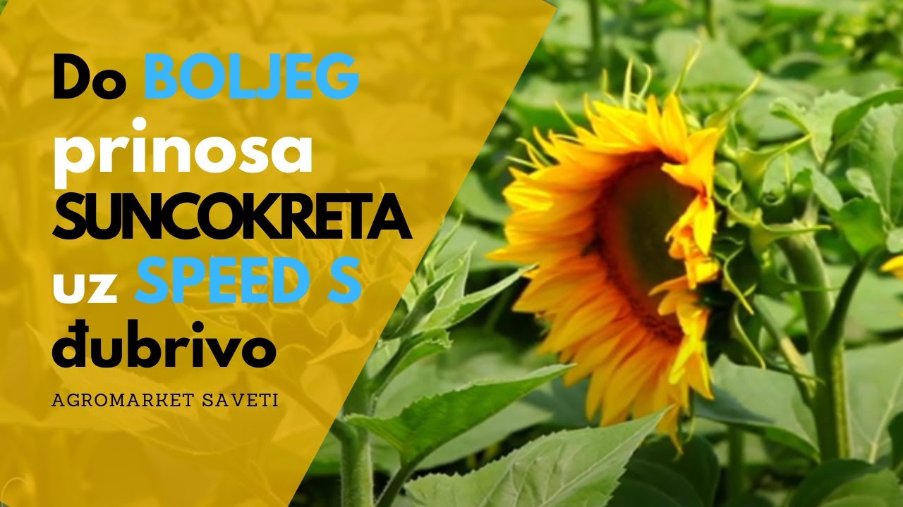 DJUBRENJE SUNCOKRETA: Ovi Mikroelementi su POTREBNI Biljkama!