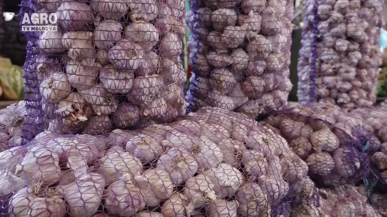 Afacerea cu usturoi, profit pentru agricultori