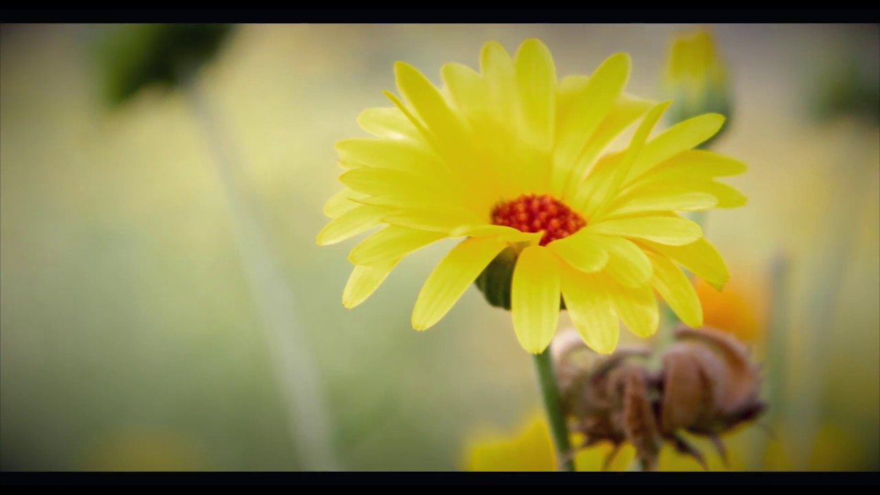 I segreti delle Piante officinali - Documentario