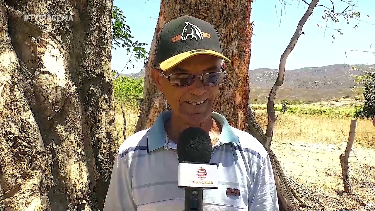Plantas medicinais: &aacute;rvore t&iacute;pica da caatinga localizada no munic&iacute;pio de Pereiro.