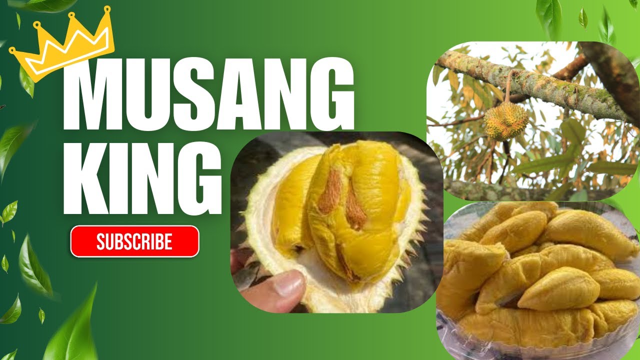 BORONG DURIAN TERUS DARI DUSUN !!