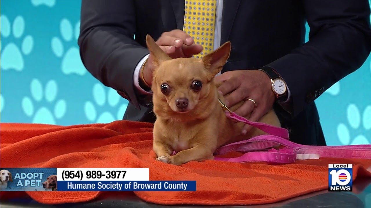 Meet this cute pup in need of a 'furever' home!