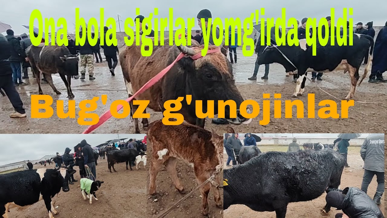 Pahtakor tumani mol bozori 