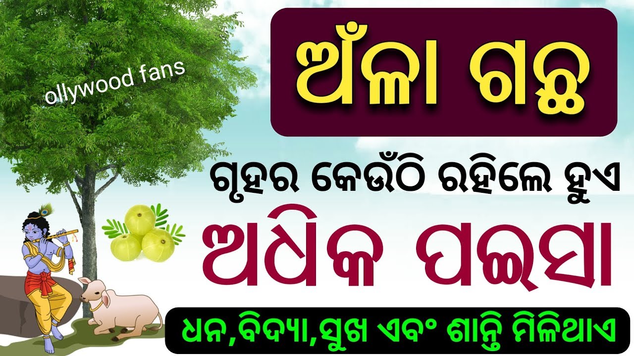 ଅଁଳା ଗଛ ଗୃହର କେଉଁଠି ଲଗାଇଲେ ( ଧନର ବର୍ଷା ) ହୋଇଥାଏ - odia bayagita tips, anuchinta sadhubani