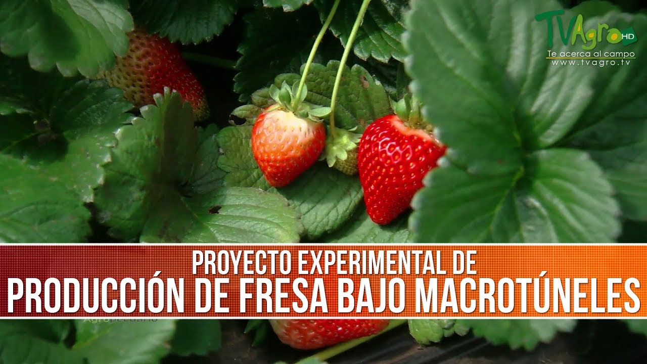 Como es la Produccion de Fresa Bajo Macrotuneles- TvAgro por Juan Gonzalo Angel