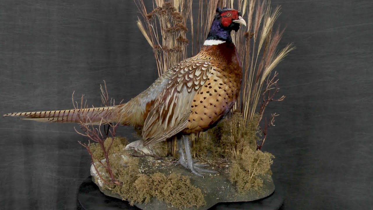 How to Build a Bird Habitat | Taxidermy Supply | Scenes-n-Nature®