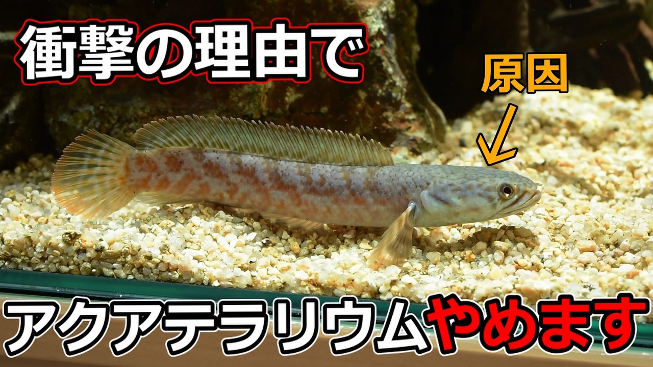 45㎝アクアテラリウムを水没させることにしました...【アクアリウム】