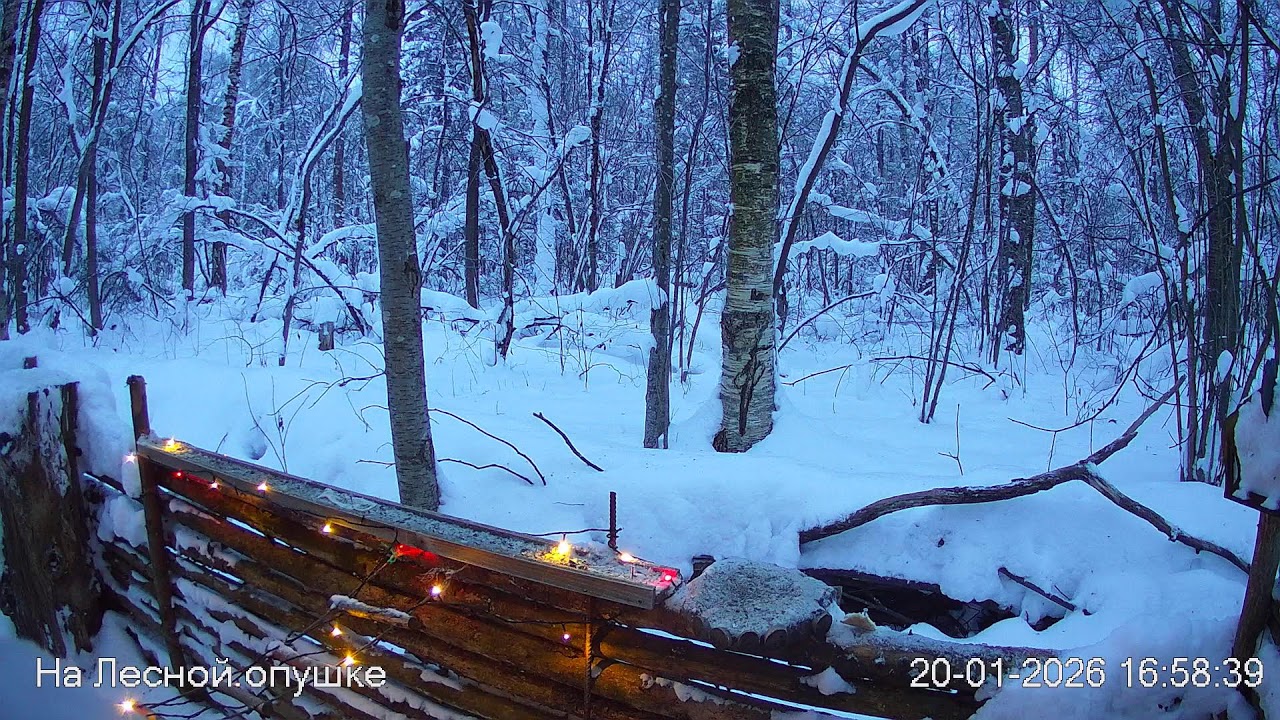 ЗИМА в ЛЕСУ. Погода онлайн #birdsoundsrelaxing #ЗвукиЛеса #Релакс