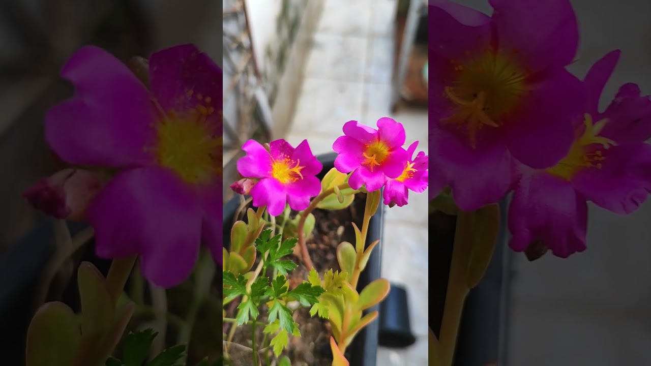 onze horas #jardimdecactos #minicactus #plants #jardim #flowers #plantas#flor #cactos #plantaslindas