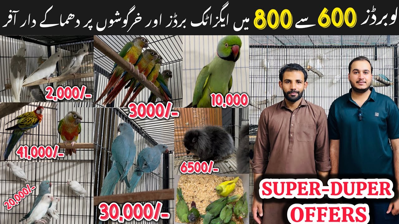 Ahsan Bhai New Setup || Brand New Setup pr Dhamaky dar offers || New fanciers ko Kush kr dia.