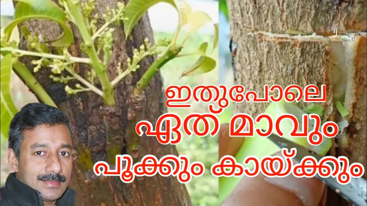 മാങ്ങാ പഴം തിന്ന്‌ കൊതി തീരും ഇത് ചെയ്താൽ  |  Tricks for grafting mango tree multiple very unique |