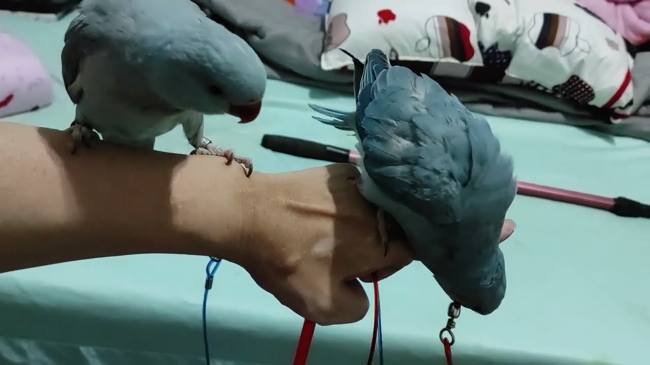 藍月輪寶寶可愛叫聲 ll ring necked parakeet