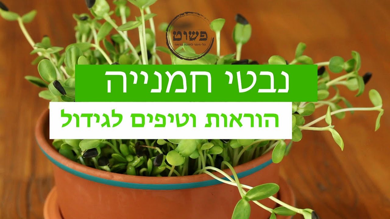 הדרכה בגידול נבטי חמנייה