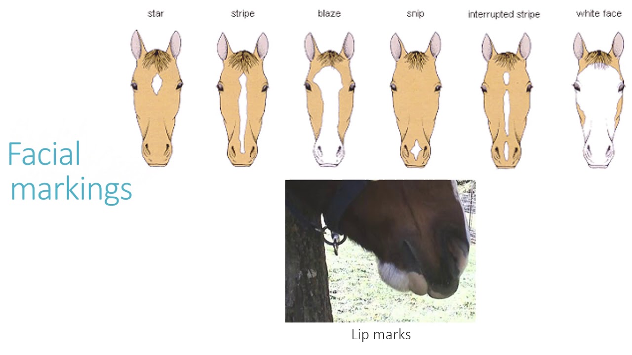 Colors and Markings of the Horse