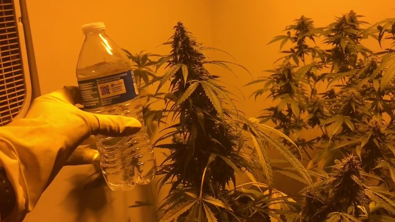UPDATE: Growers Choice Autoflower Cannabis Grow