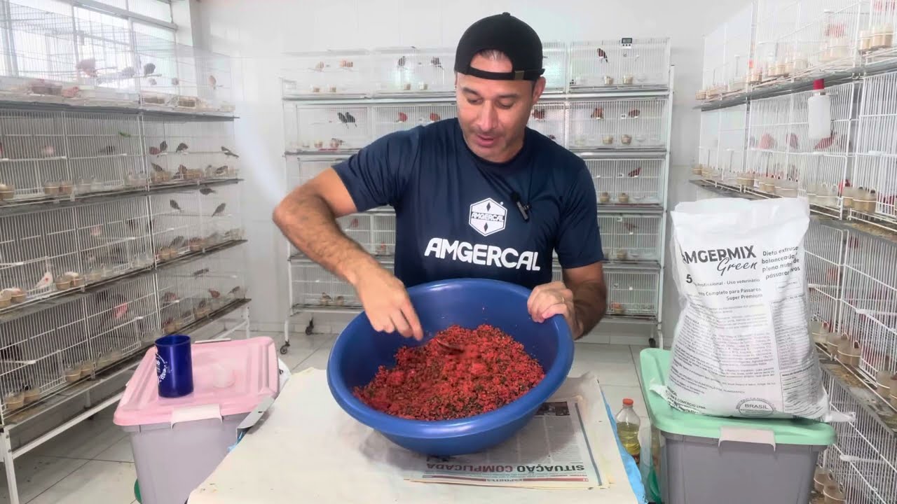 FARINHADA econômica para os CANÁRIOS