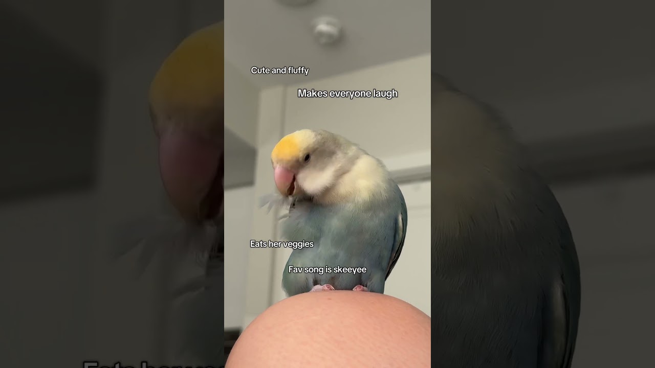 Had to do this TikTok trend 😂 #funnyanimals #birds #tiktok #tiktokers #funnypets #lovebird #cute