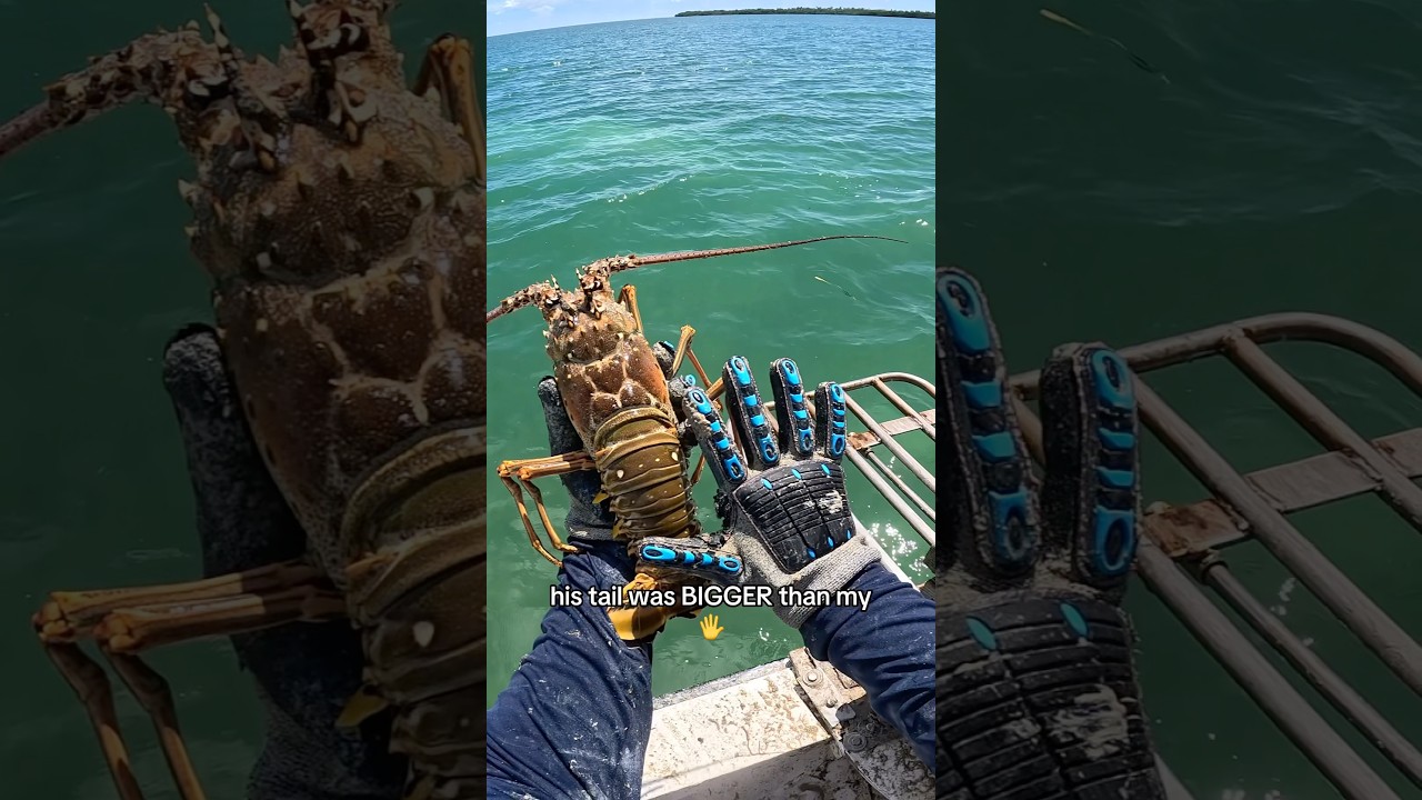 Проверяю свои ловушки для омаров! 🦞 #шорты #рыбалка #природа #на природе #тренд #исследование #ви...