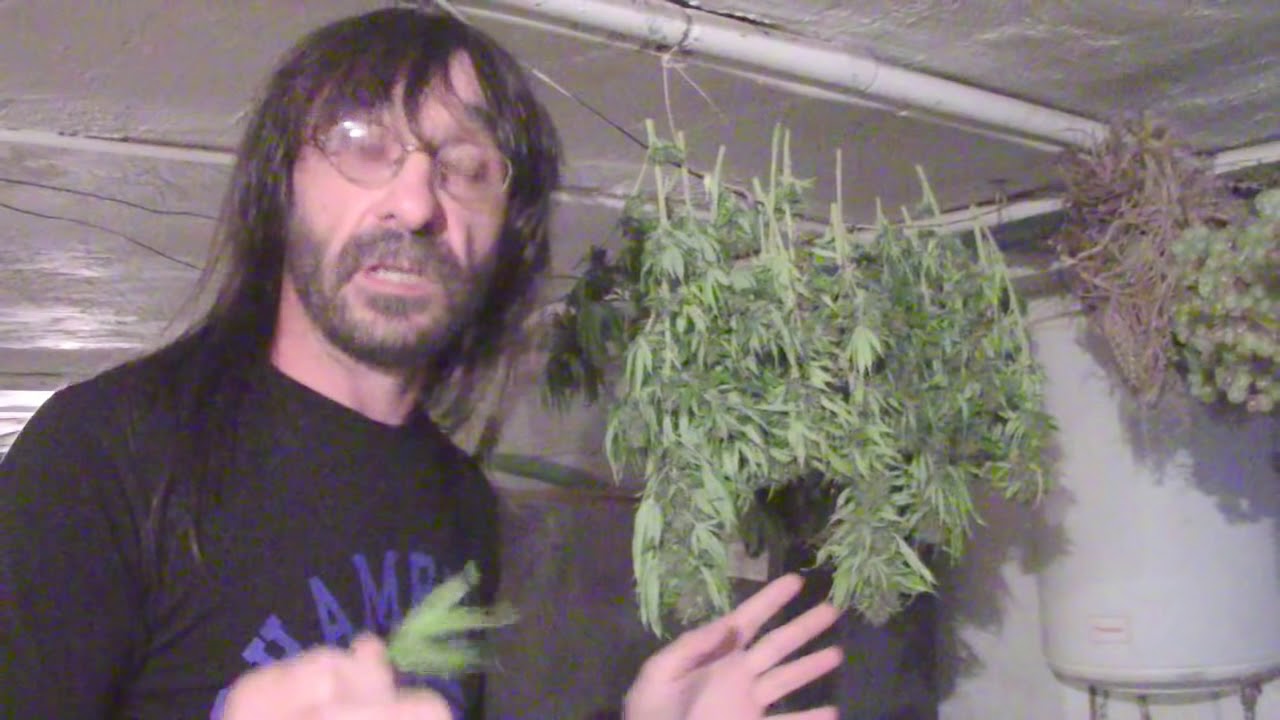 M&eacute;todo casero de secar marihuana y su manicurado.