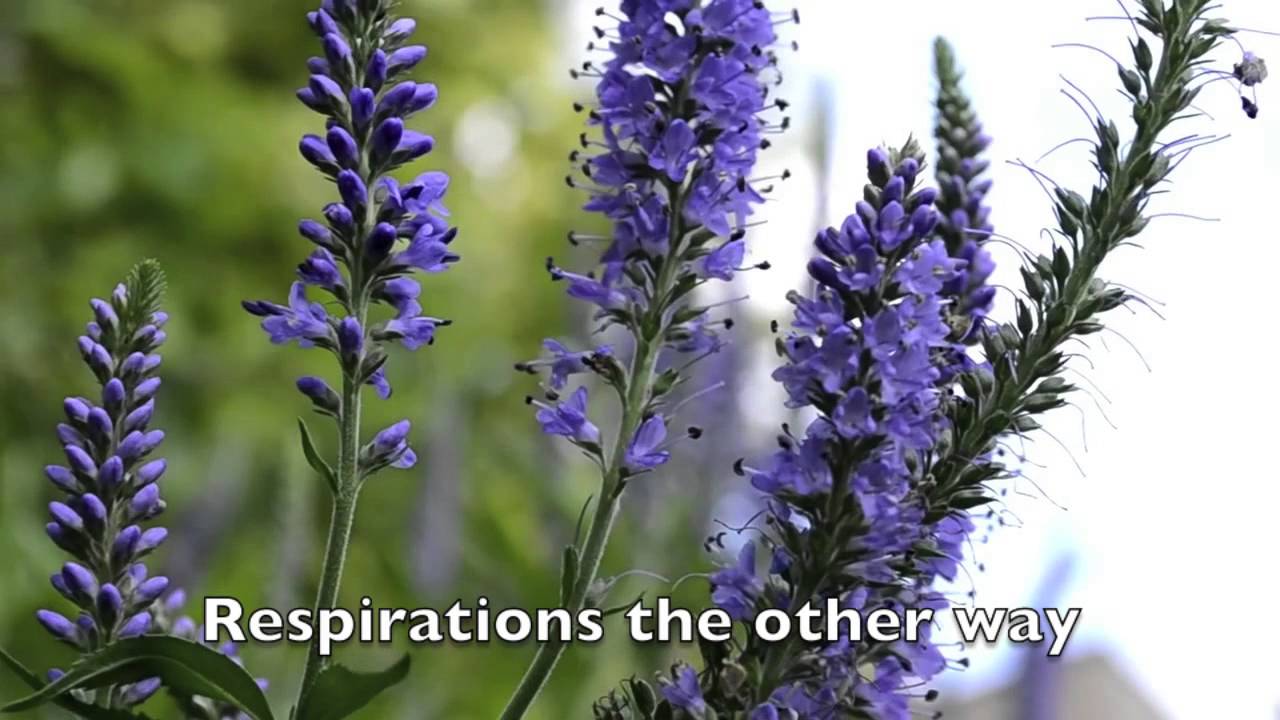 Hall of Fame - Photosynthesis Parody