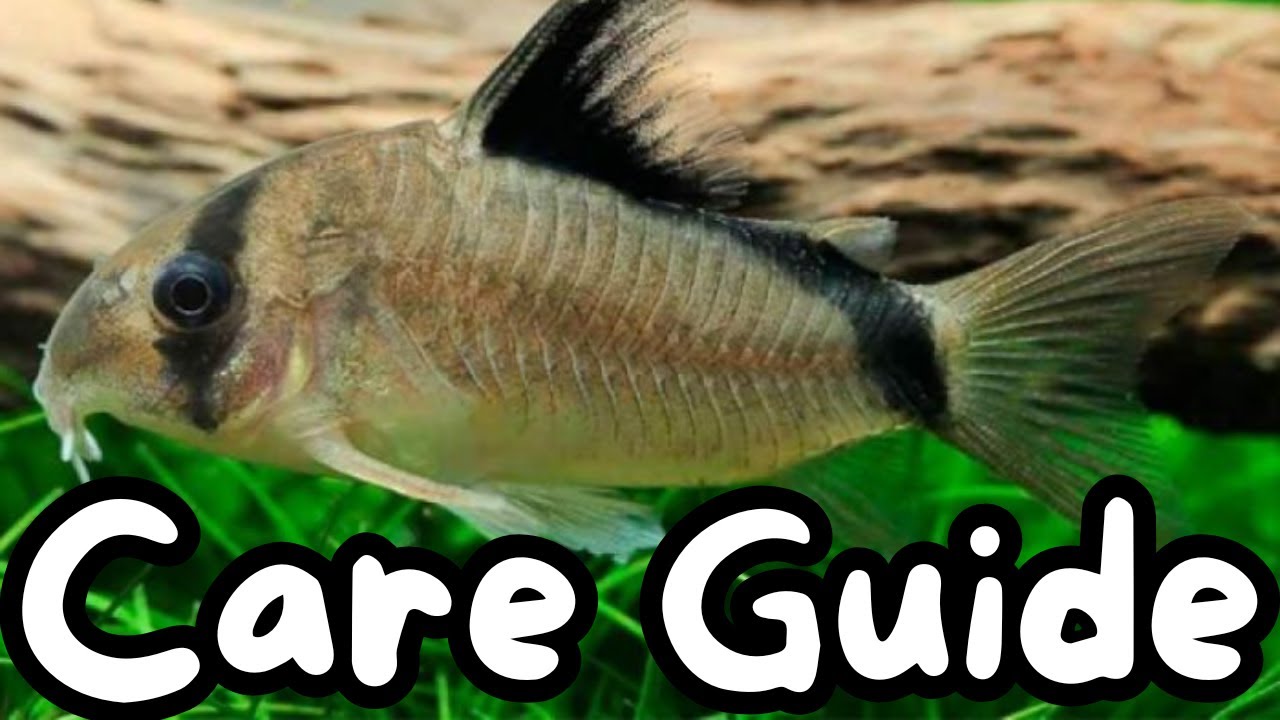Bandit Corydoras Care Guide