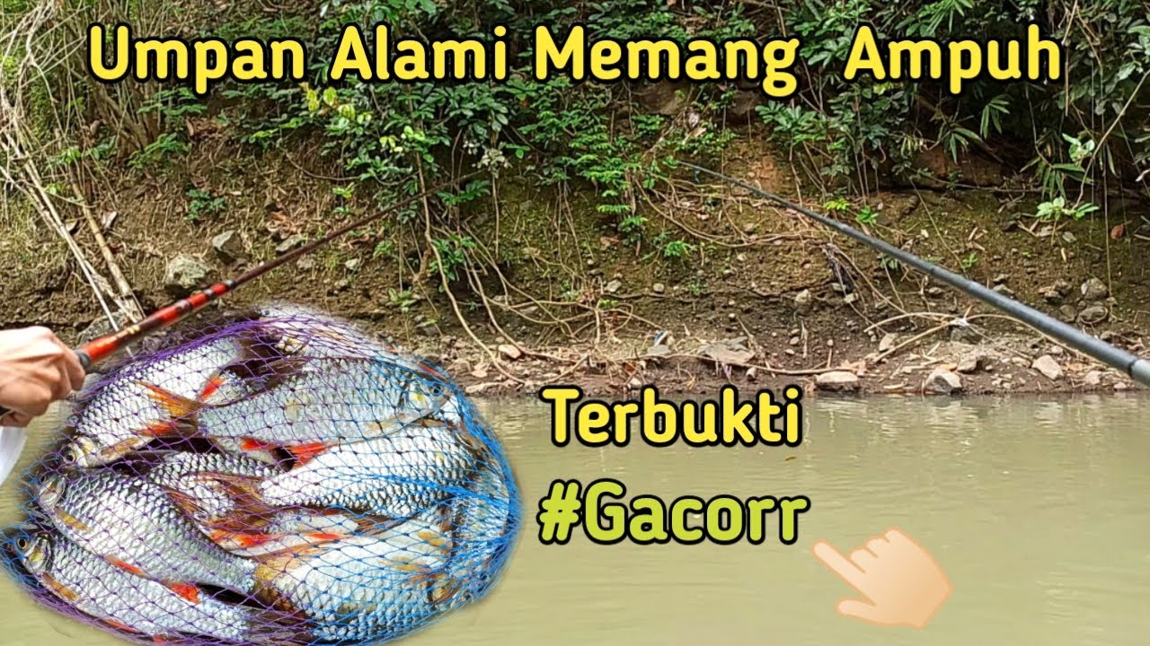 Mancing Ikan Tawes Sirip Merah/Bader/Beles/Wader Sirip Merah!! Umpan Alami Terbukti Ampuh!!