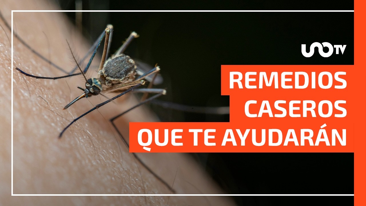 3 remedios caseros naturales para aliviar las picaduras de mosquitos