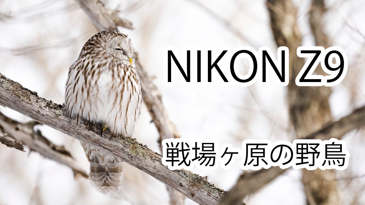 NIKON Z9で撮影した戦場ヶ原周辺の野鳥
