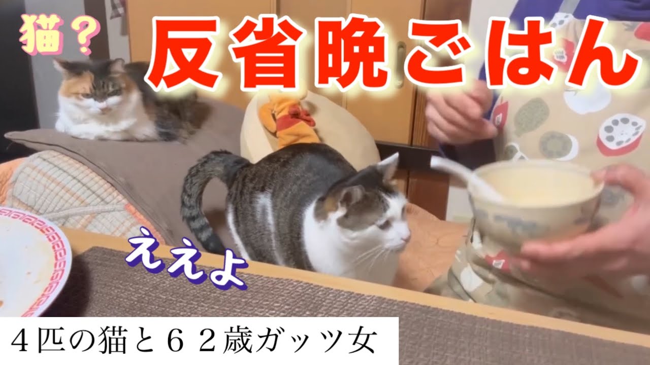 【猫と貧乏女】先週わたしは、猫ちゃん達のプレゼント代、一万円を落としてしまいました。お金をかき集めて、プレゼント買いに行きました。