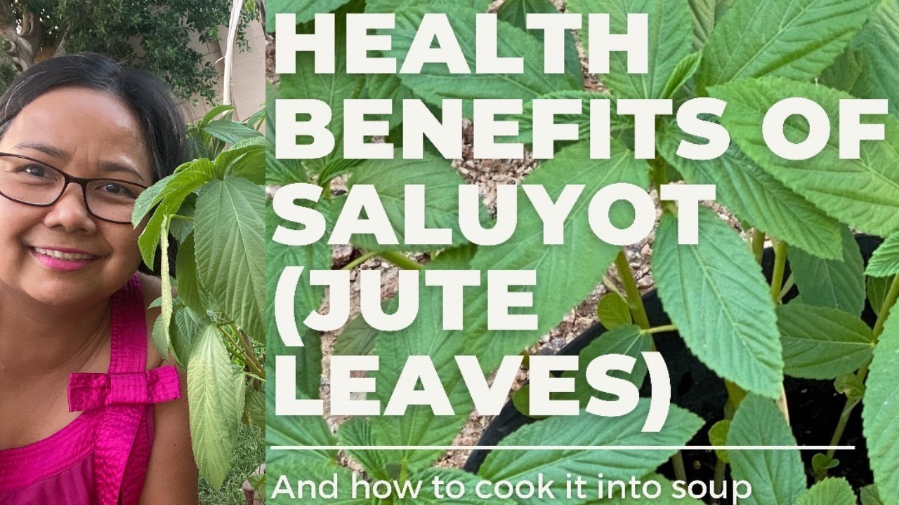 HEALTH BENEFITS OF SALUYOT (EGYPTIAN SPINACH OR JUTE LEAVES AND HOW TO COOK IT