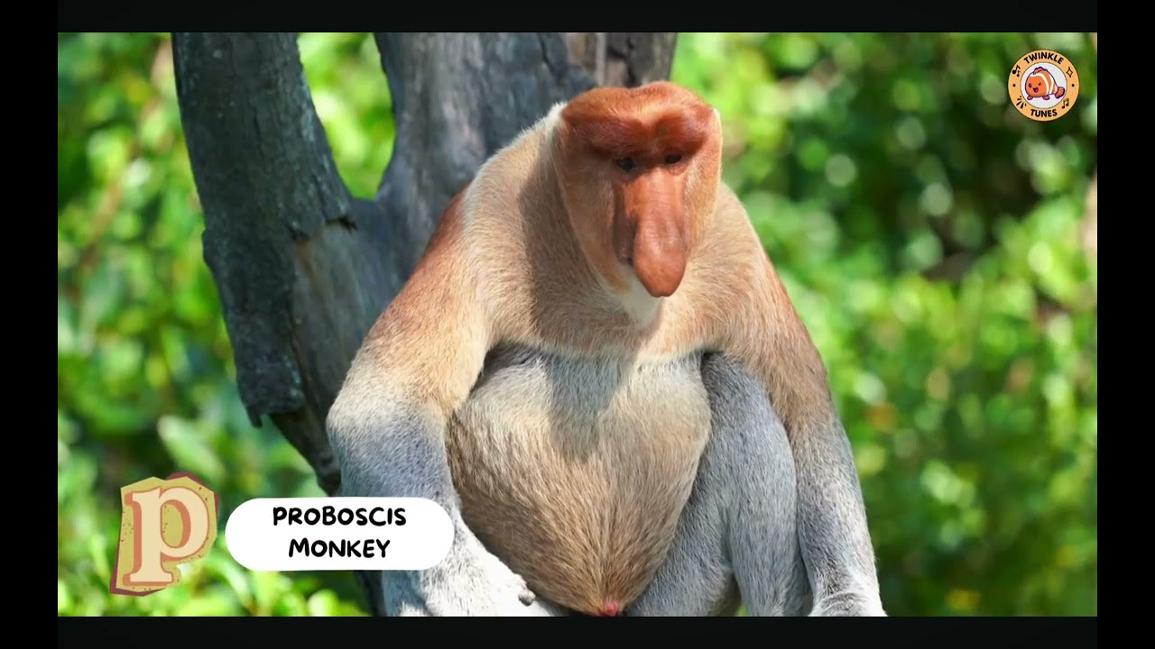 ABC Animals Of Indonesia