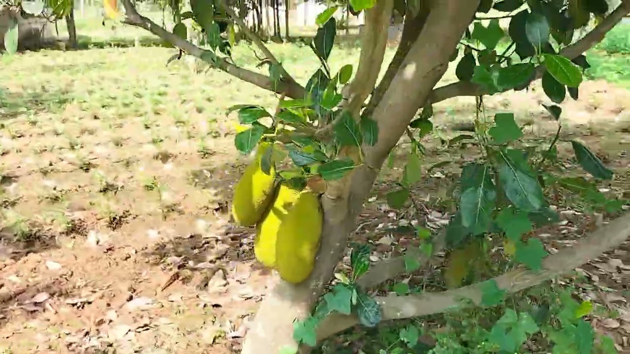 2.14 gunt Agriculture Farm house for sale ph 8971607967.