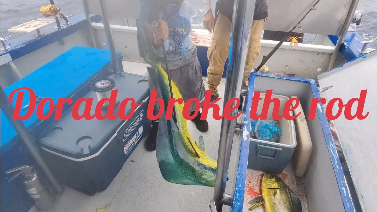 Удвоить дорадо